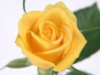 Yellow Roses Puzzle Game